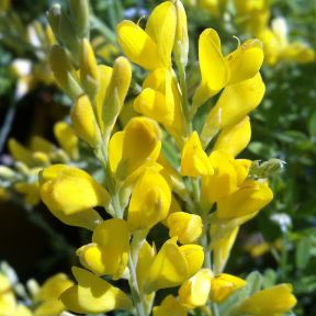 Cytisus Yellow Imp