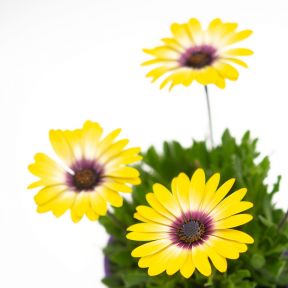 Osteospermum Blue Eyed Beauty